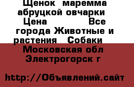 Щенок  маремма абруцкой овчарки › Цена ­ 50 000 - Все города Животные и растения » Собаки   . Московская обл.,Электрогорск г.